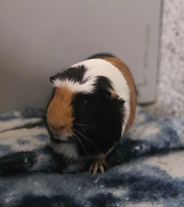 Picture of the Animal Listed